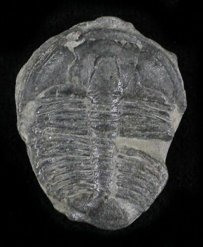 Elrathia Trilobite - Wheeler Shale, Utah #24857
